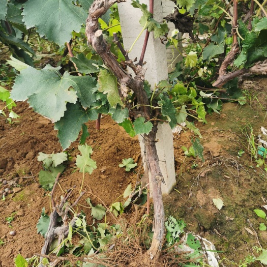 晋州市葡萄树 占地葡萄树2..3公分大量供应