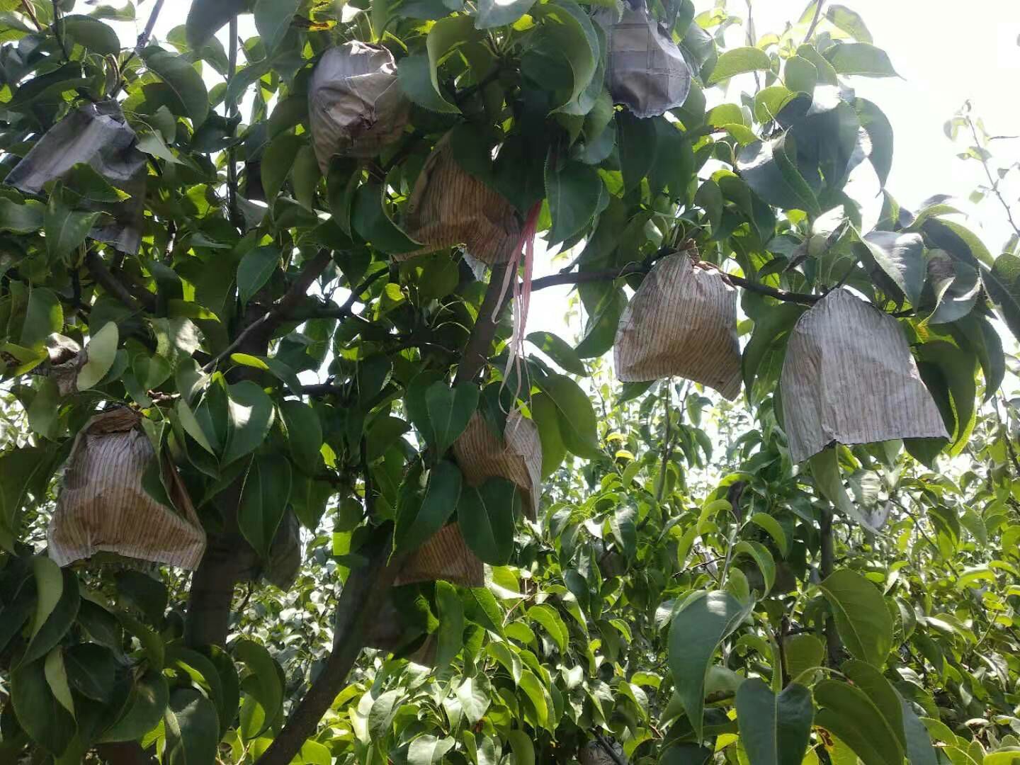 黄金梨 A级圆黄，玉露香，红香酥，