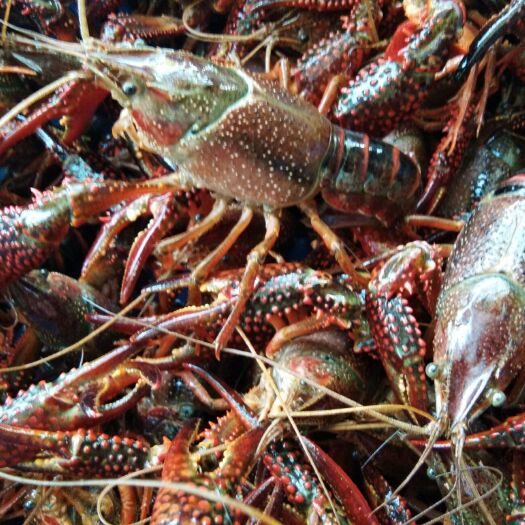 岳阳 湖南岳阳吴记洞庭湖小龙虾6钱以上不封顶精品小龙虾酒店