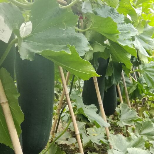 郸城县吊冬瓜 抗病绿优
