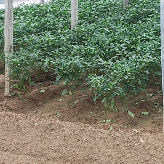 费县二荆条辣椒 20cm以上 中辣 靑色