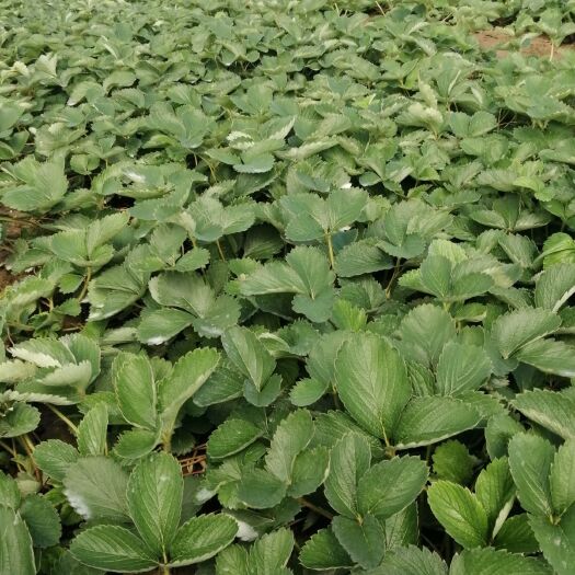 西安 大量出售红颜草莓苗