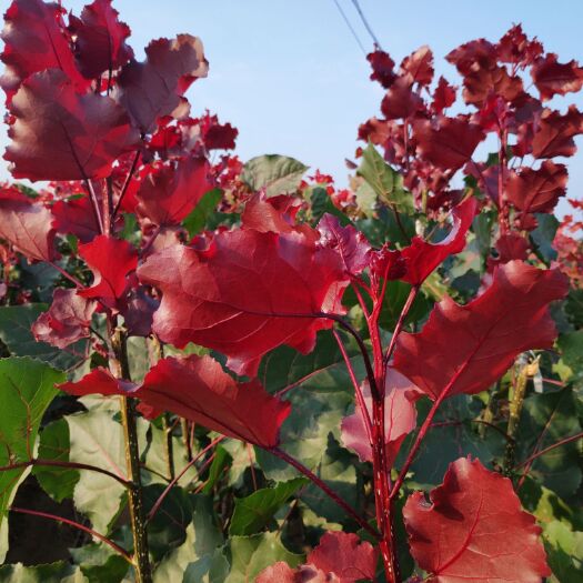 萧县红叶杨 十里桃花开十天    百亩靓杨炫常年