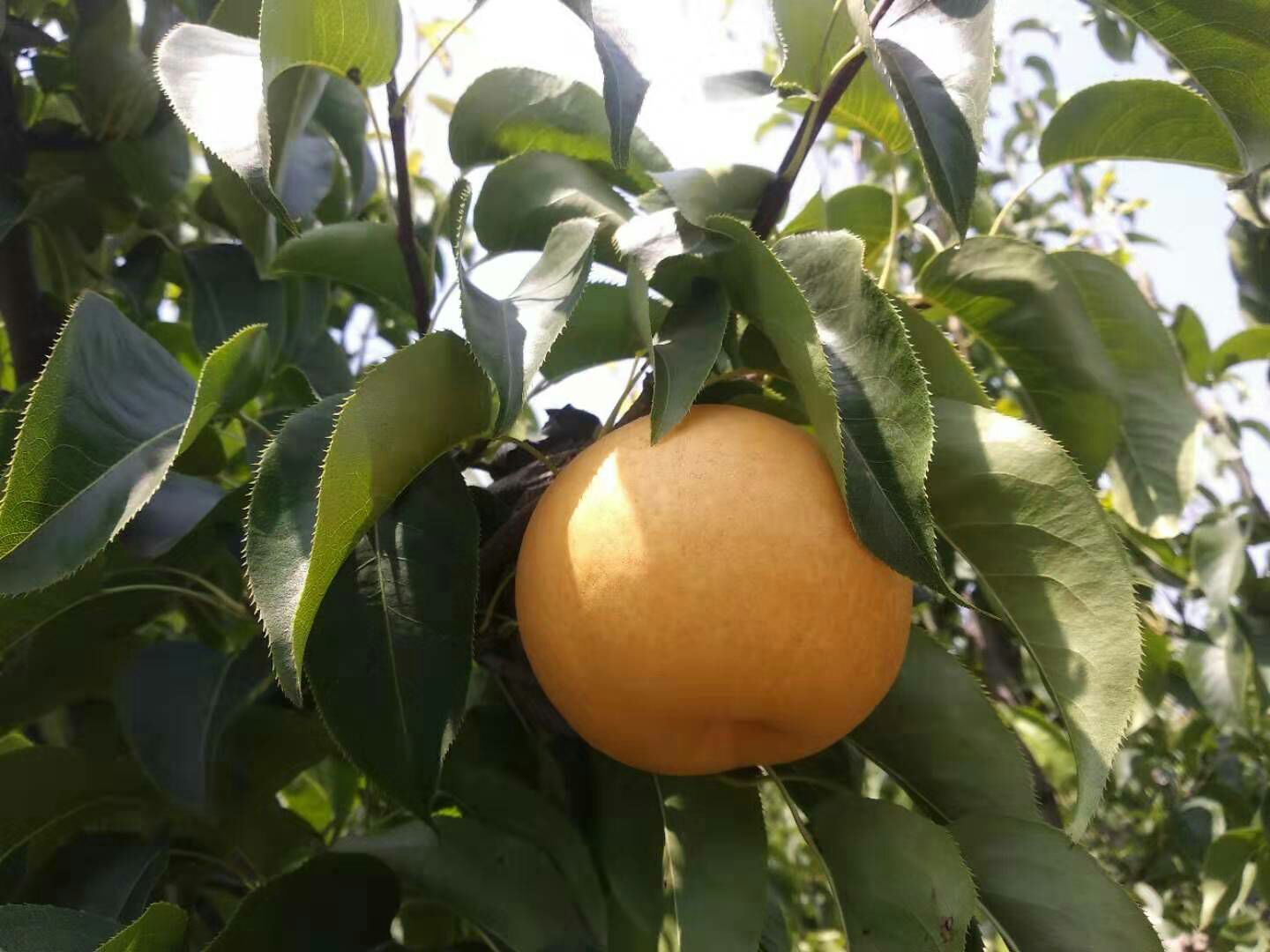 黄金梨 A级圆黄，玉露香，红香酥，