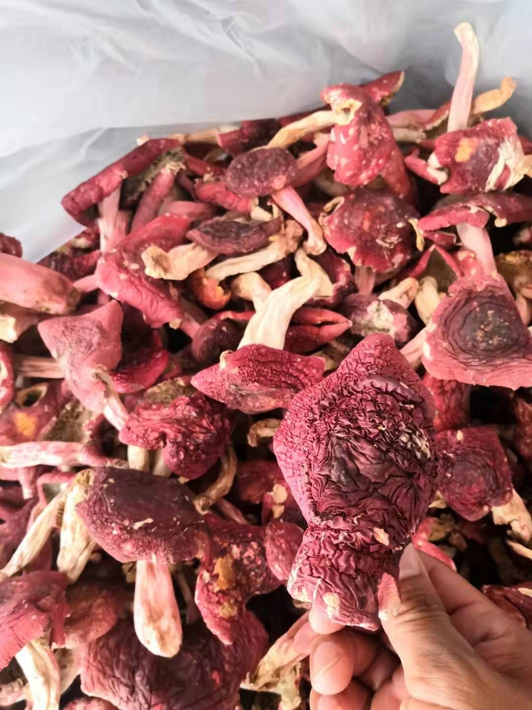 云南野生红菇  蓝底正红