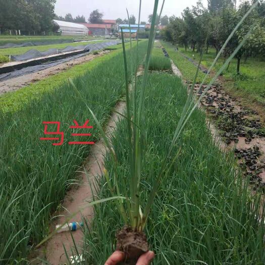 青州市马兰花