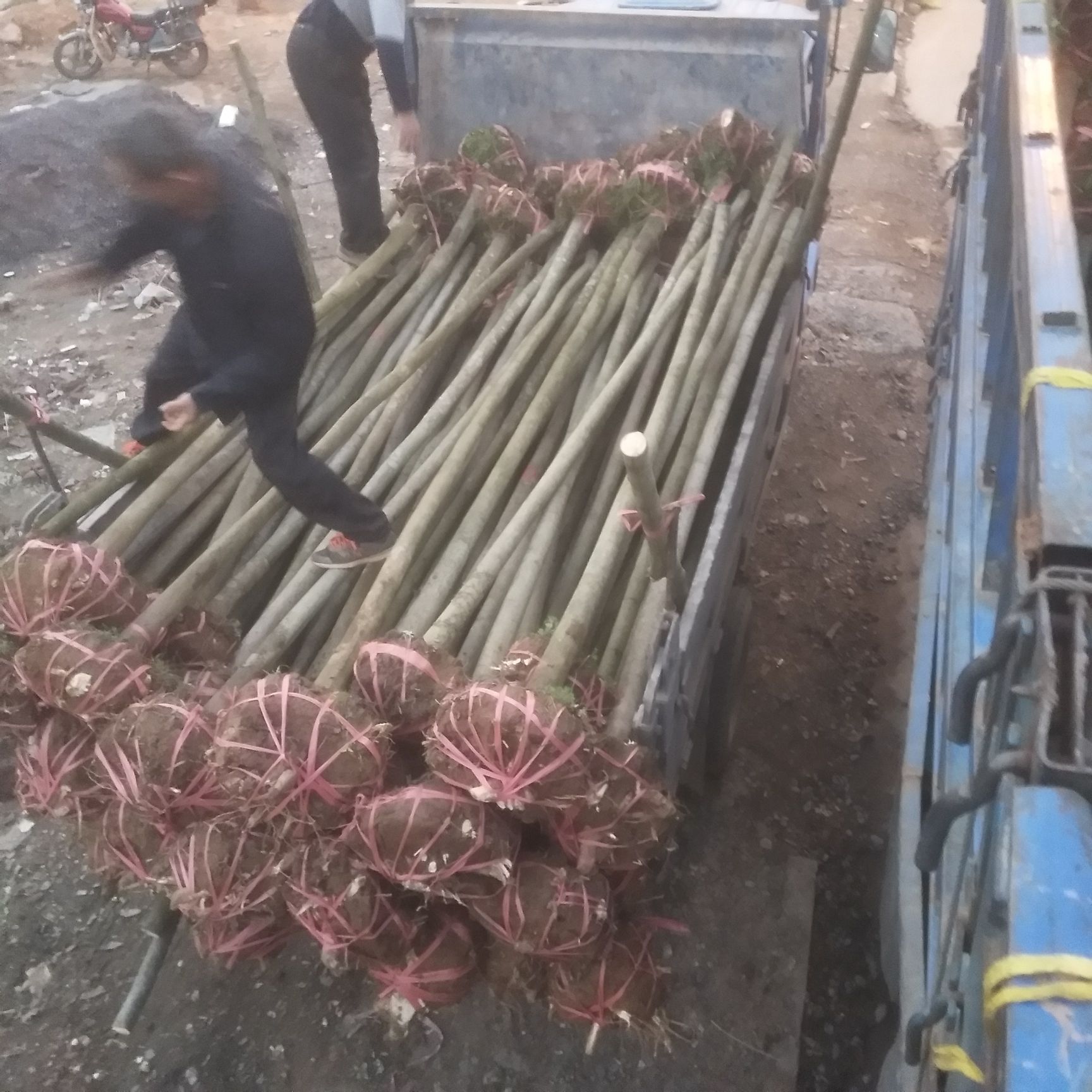  4一10公分栾树大量有货   保证一手货源