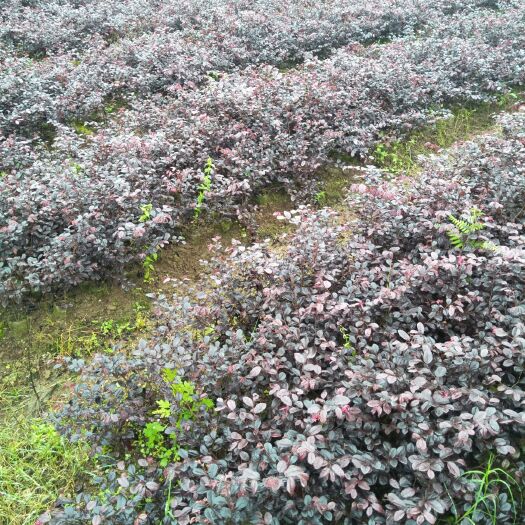 腾冲市黑珍珠红继木 红花檵木地被苗常年出售