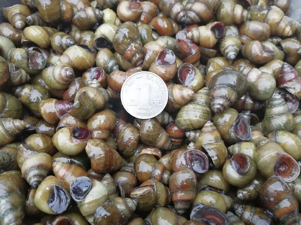 螺蛳 石螺 薄壳 田螺 大量有货 常年供应各种规格食用螺蛳