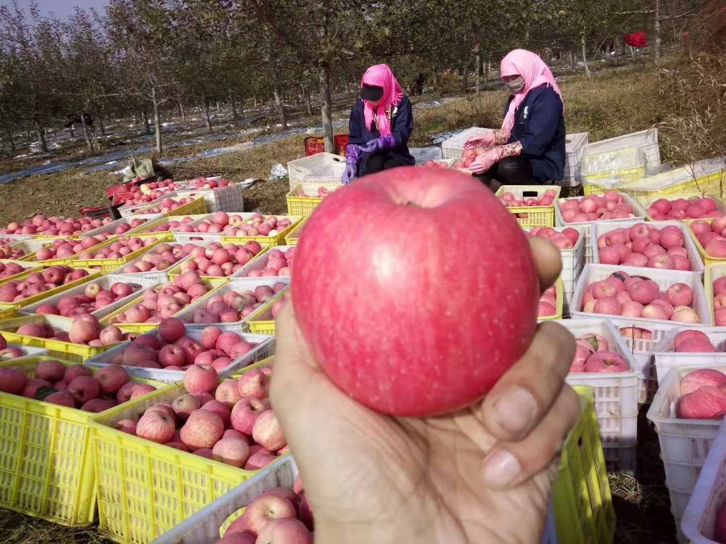  甜度超人的甘肃灵台富士苹果