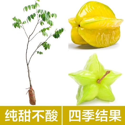 灵山县 杨桃苗甜杨桃树苗纯甜杨嫁接苗四季结果可地栽盆栽当年结果包邮