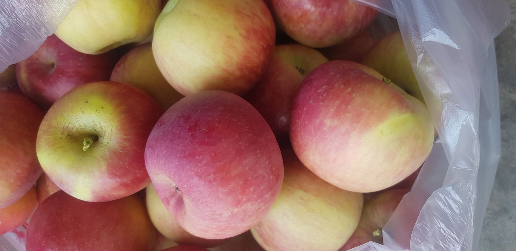 冰糖心苹果 60mm以上 统货 光果