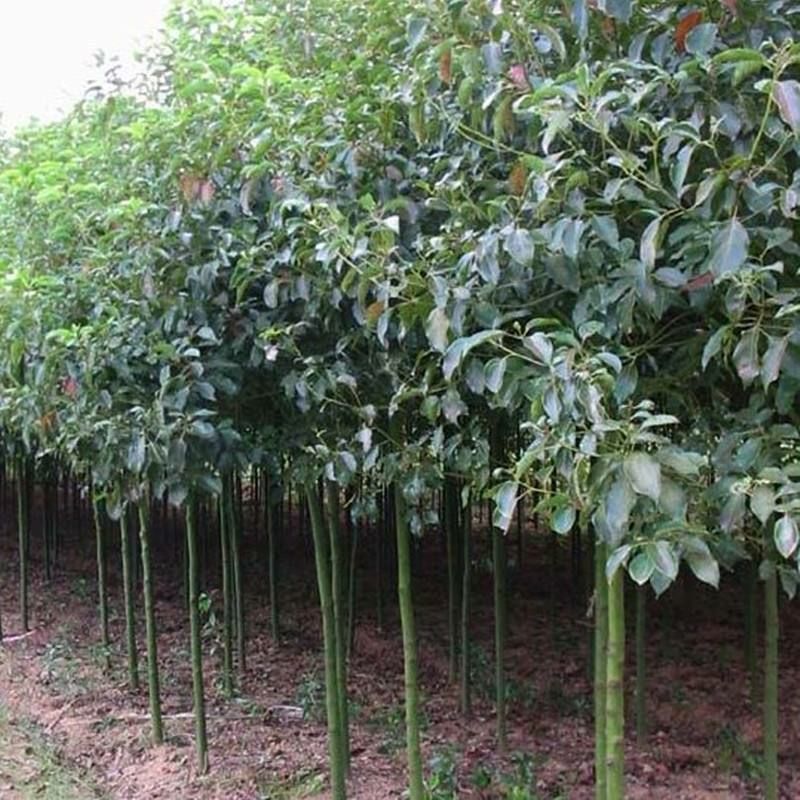 杀头樟 一手货源，诚信做事，真诚做人！