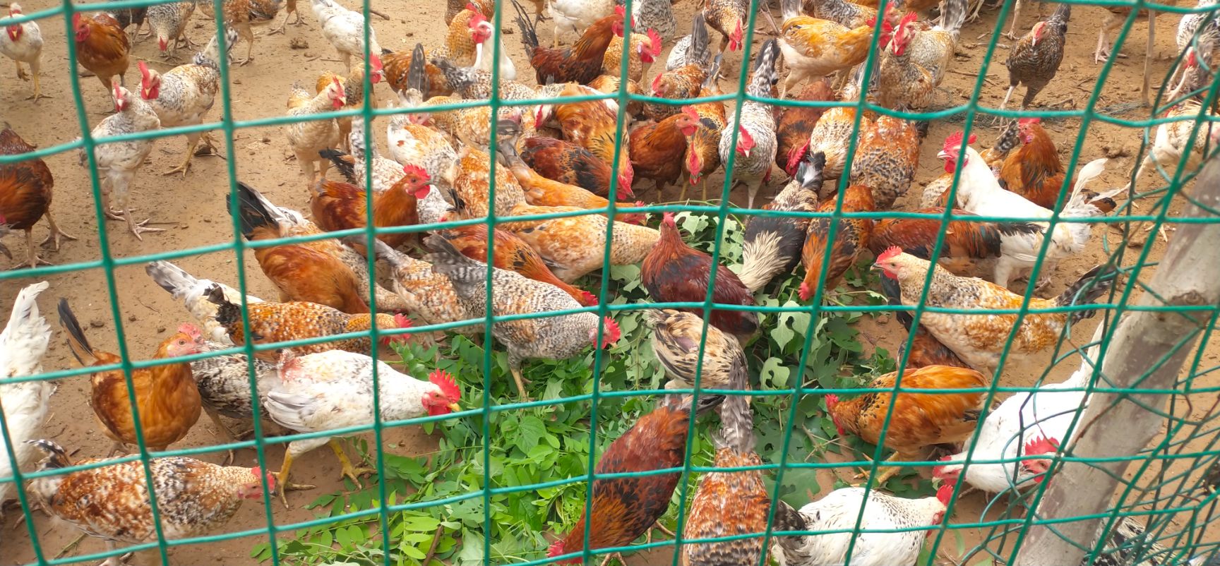  处理柴鸡价格从优