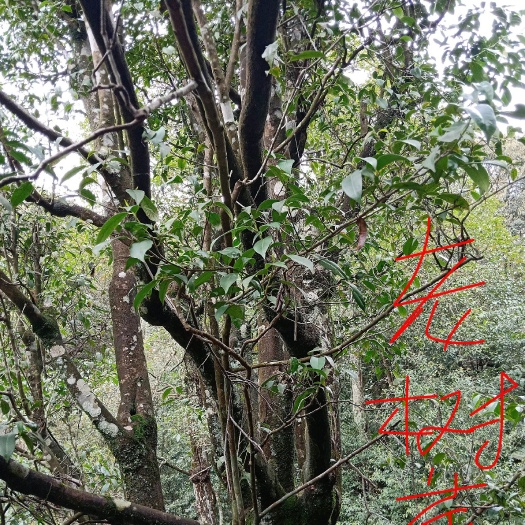 平乐县 天然野生手功石崖茶，有看上的没