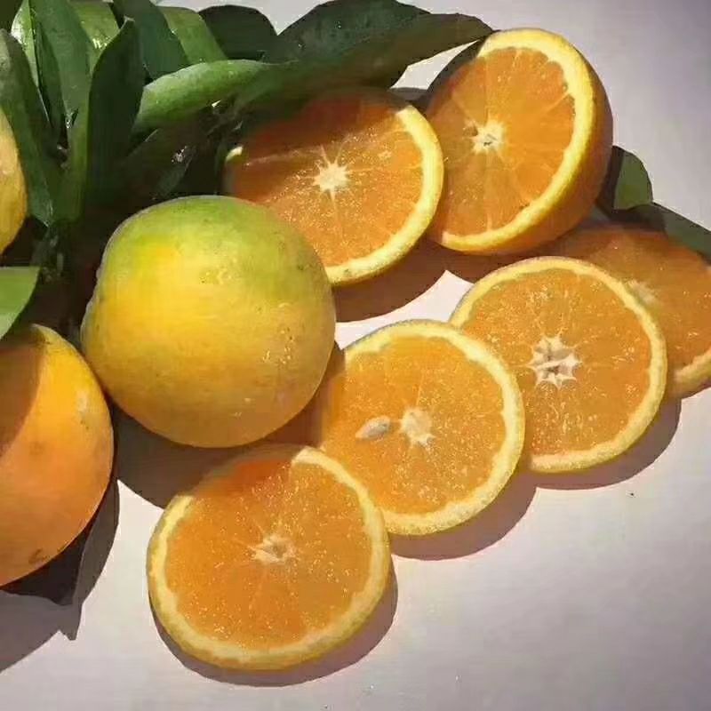 夏橙 65 - 70mm 4-8两