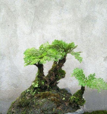 辽阳县 九命还魂草【卷柏】