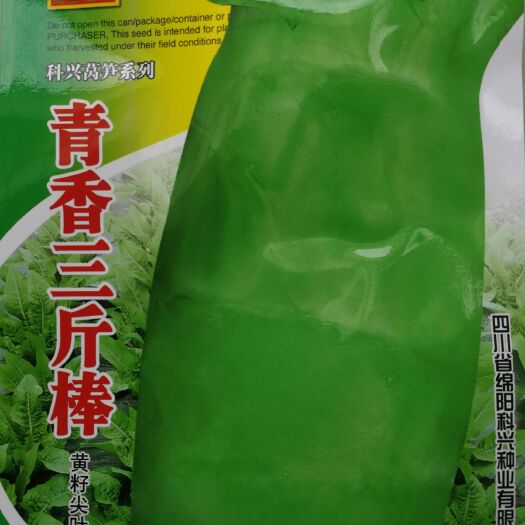 绵阳 耐寒黄籽尖叶莴笋种子