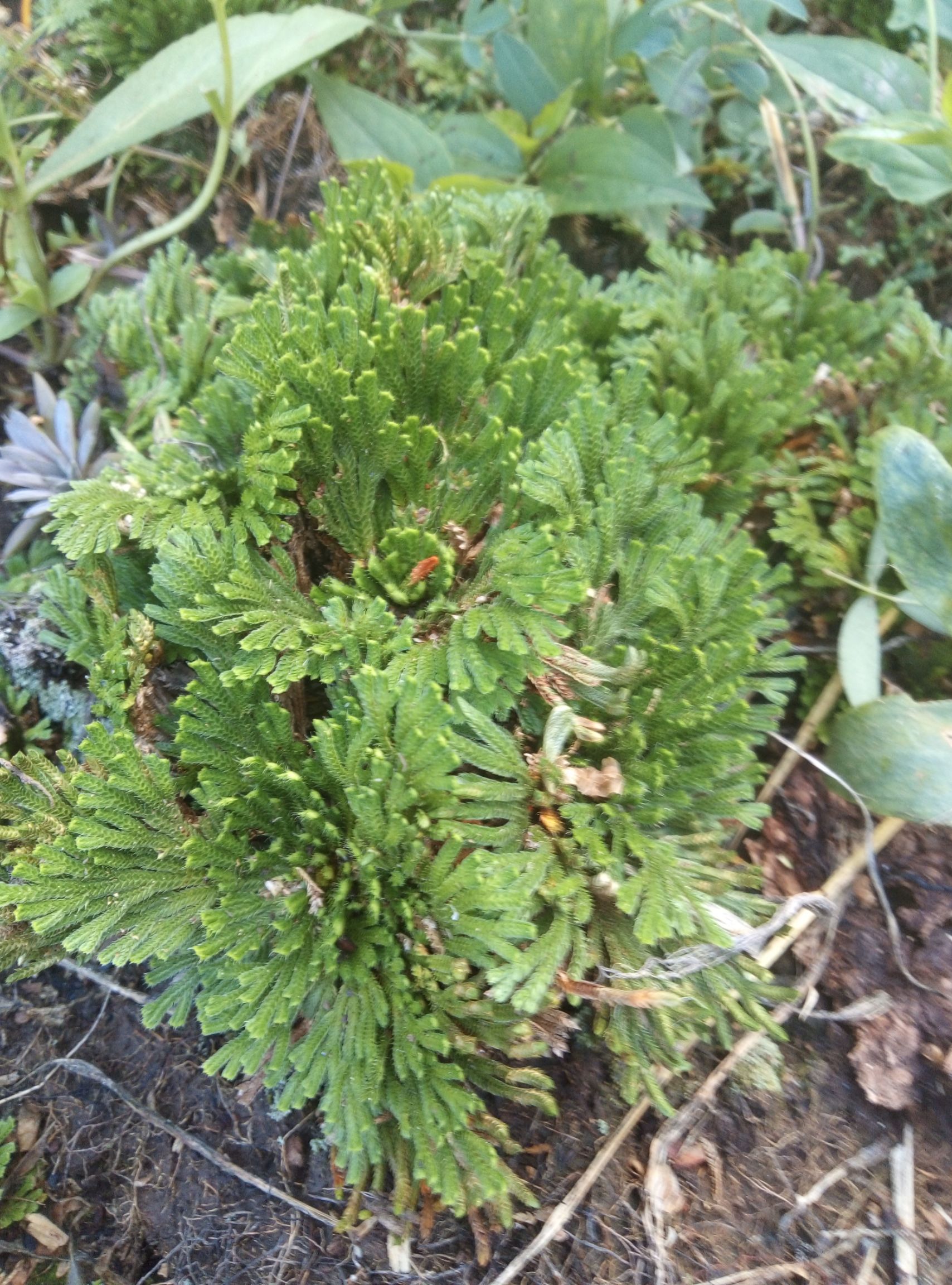  九命还魂草【卷柏】