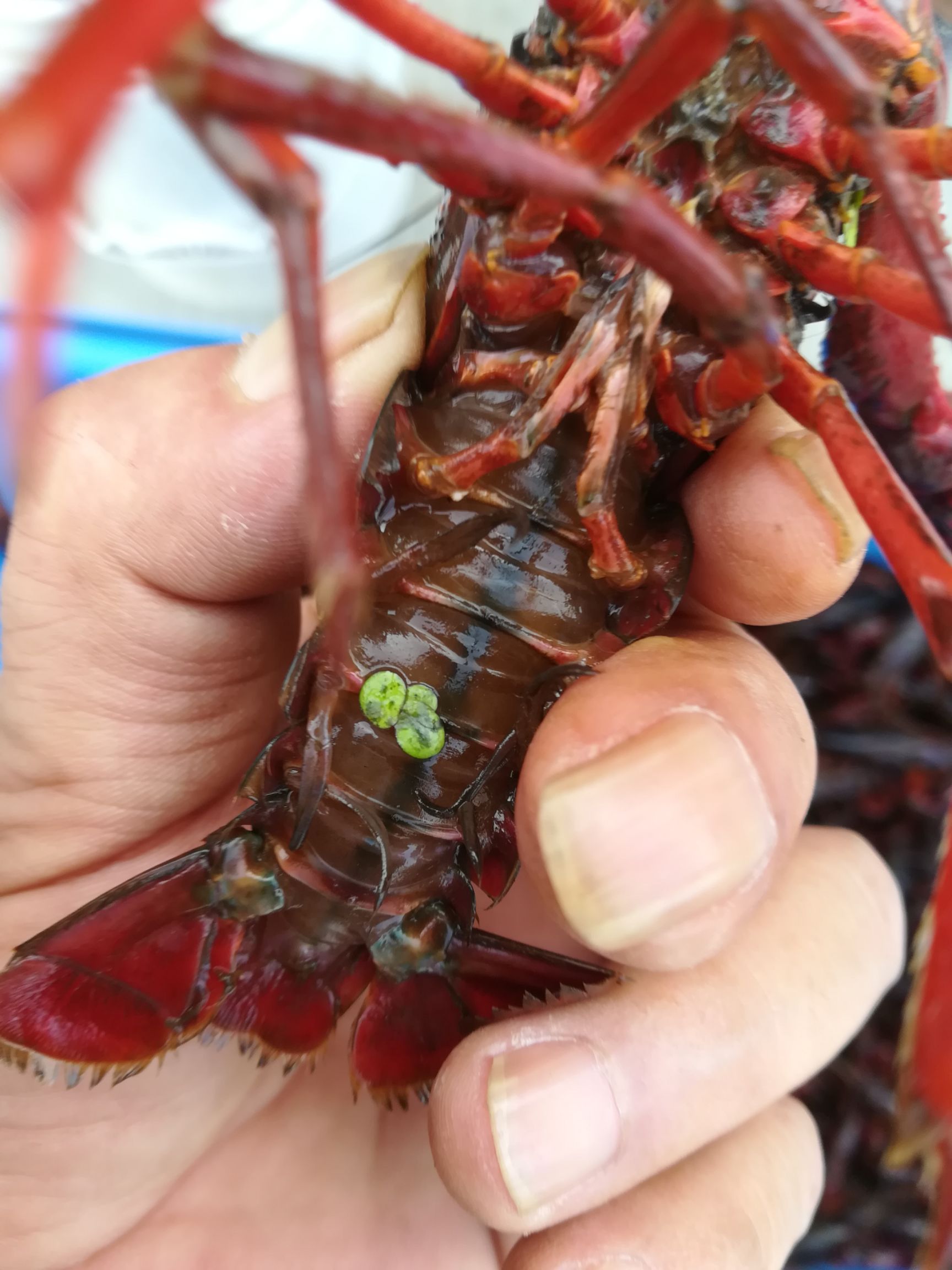  湖北潜江小龙虾