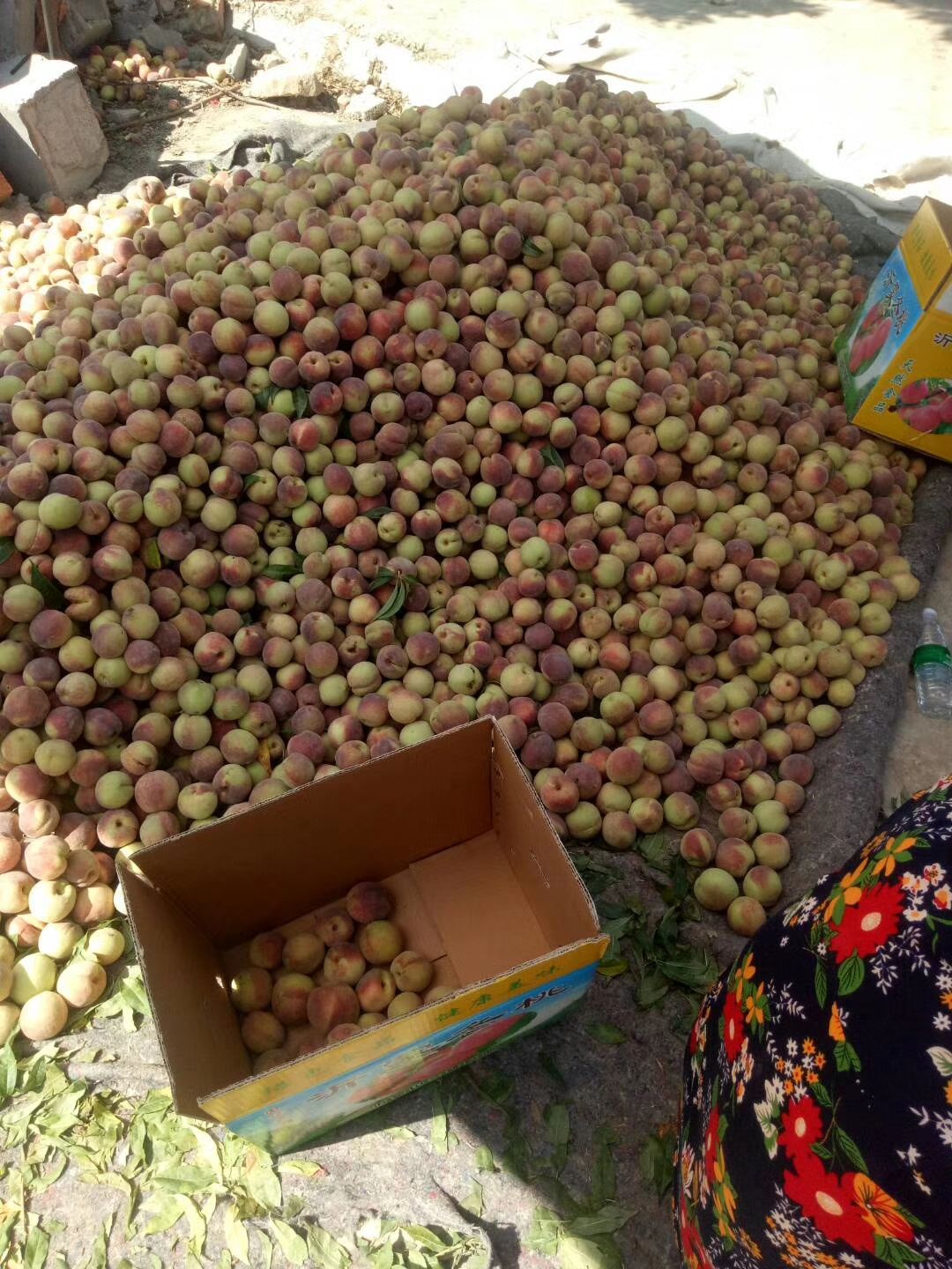 青州蜜桃 全球公认的离核甜桃