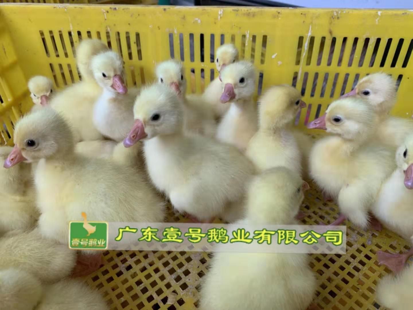 白鹅苗 广州本地白鹅 厂家直销 包打疫苗 包运费