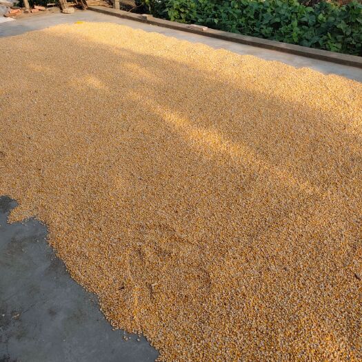 盐城大丰30玉米粒 玉米