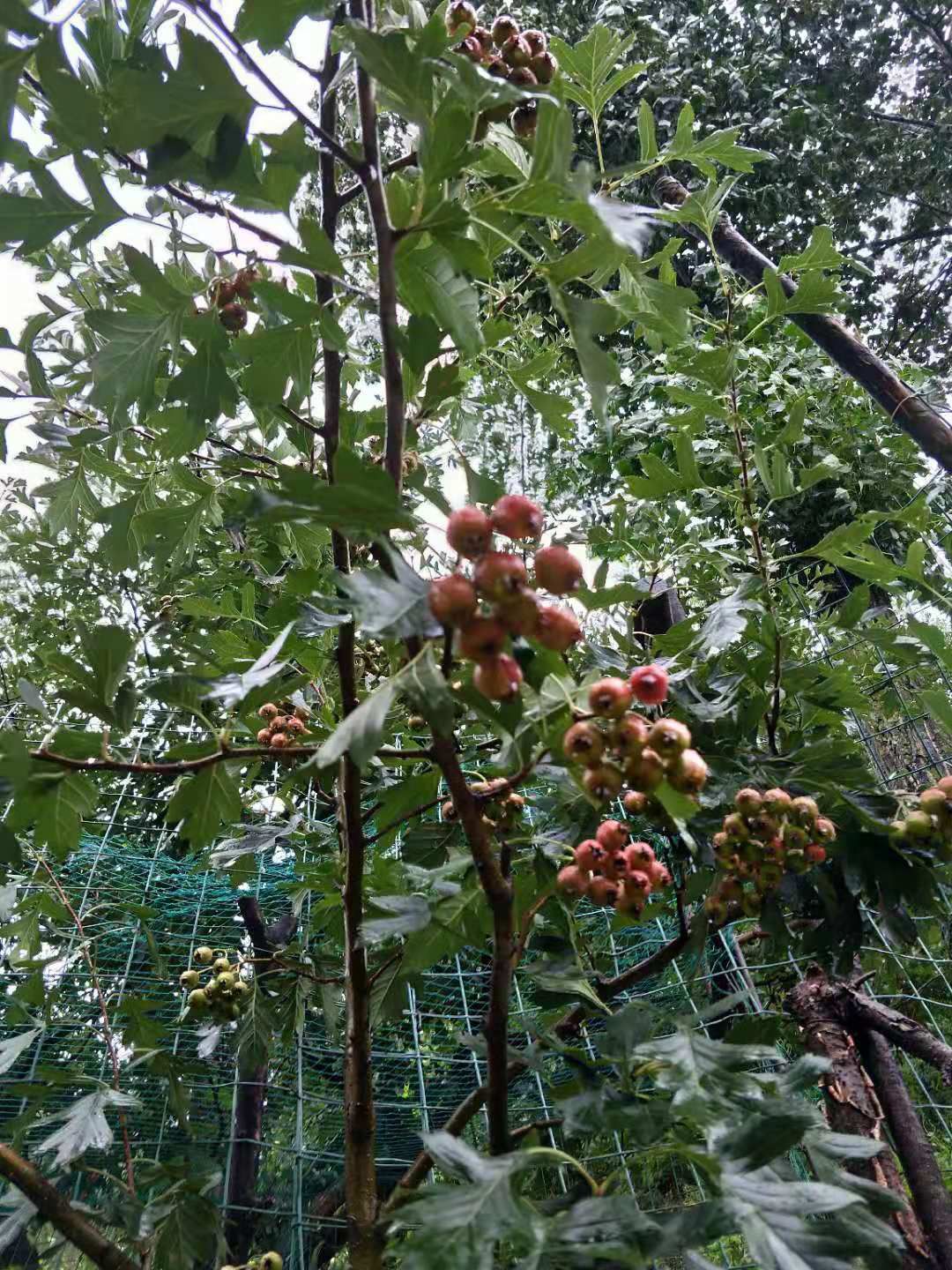  棉球山楂   雾灵红山楂，大旺山楂，早熟品种很快就要上市了，