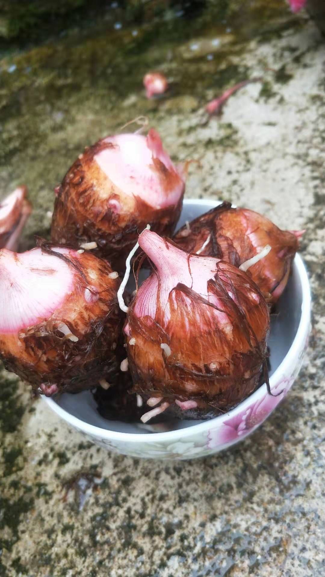  红牙芋  红牙芋头   本地红牙芋