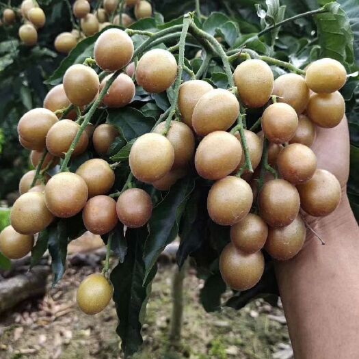 灵山县黑黄皮果苗 黑黄皮苗，产量高，雨天不爆果