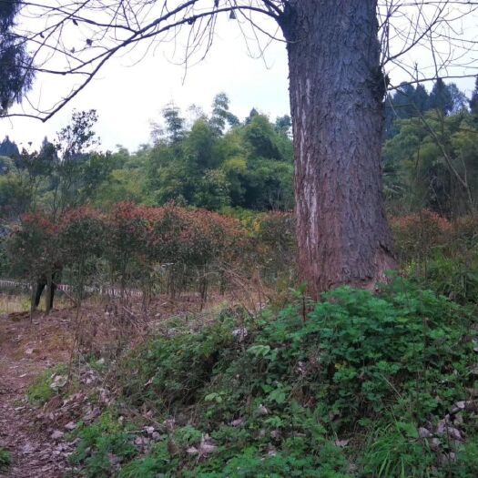 南充 八月桂花树