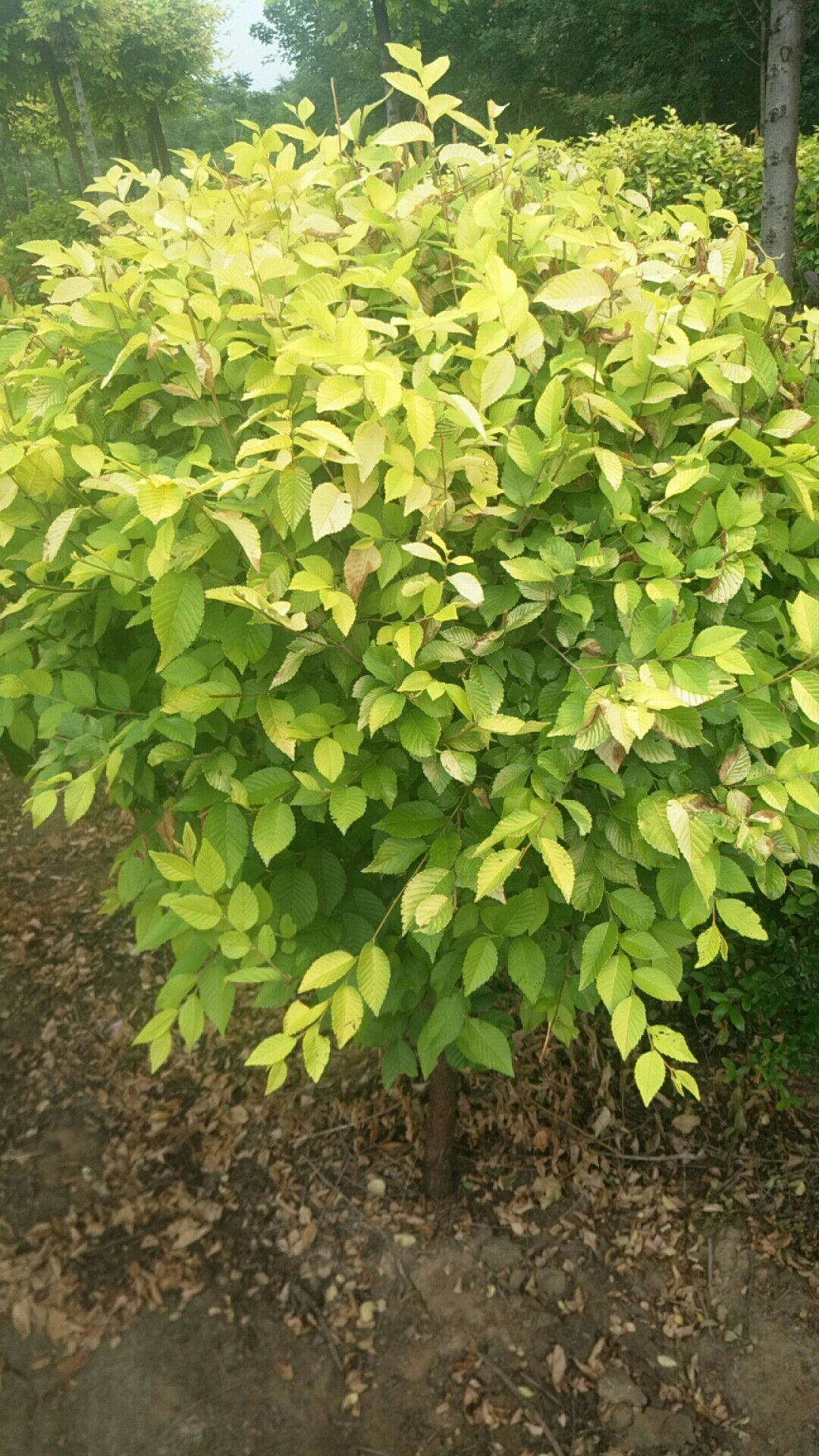  高干矮干金叶榆球和地接金叶榆