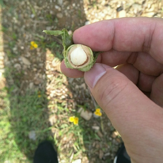 盖州市 预售野生山榛子可带皮混搭可去皮