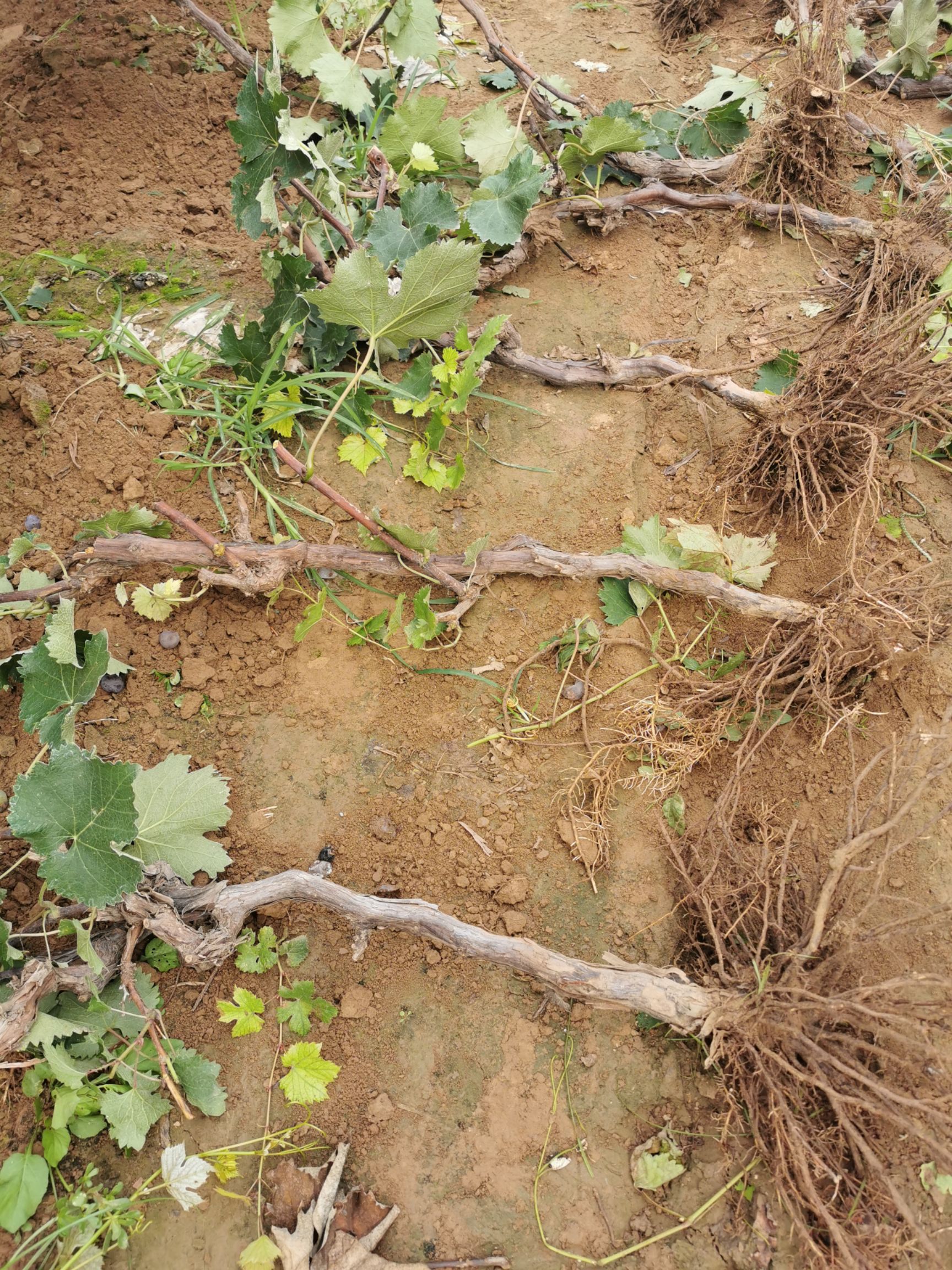 葡萄树 占地葡萄树2..3公分大量供应