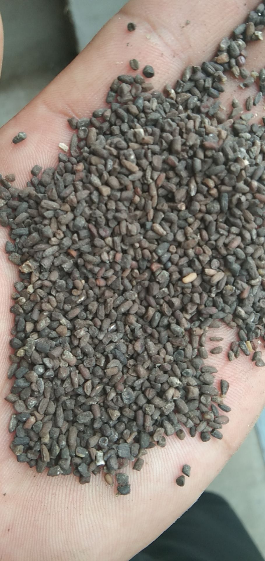 二月兰种子 二月兰