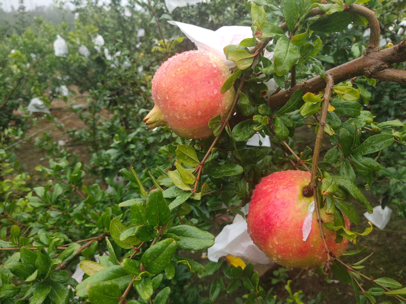  会理突尼斯软籽石榴，基地直供，对接电商，一件代发