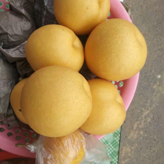 温县香梨  A级筐装，个大脆甜，果面光鲜，纸加膜