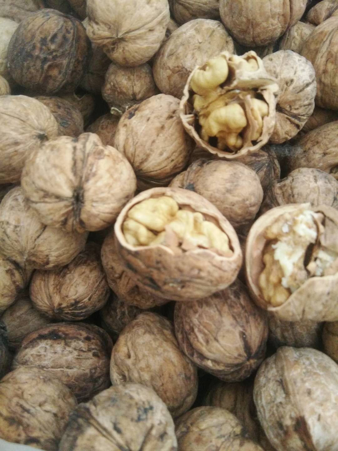  辽四核桃，皮薄，个大，果仁色好
