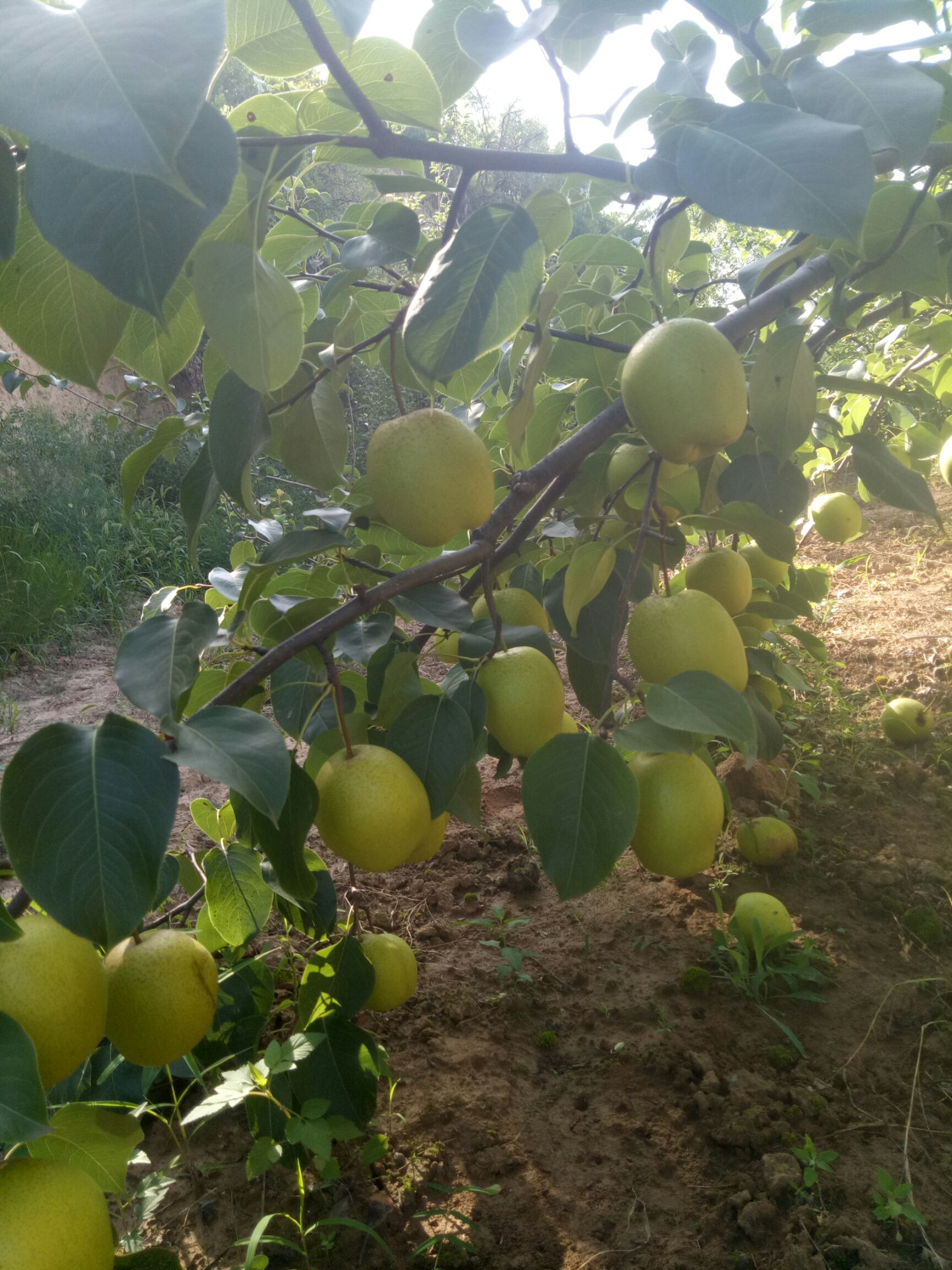  山区光果雪花梨