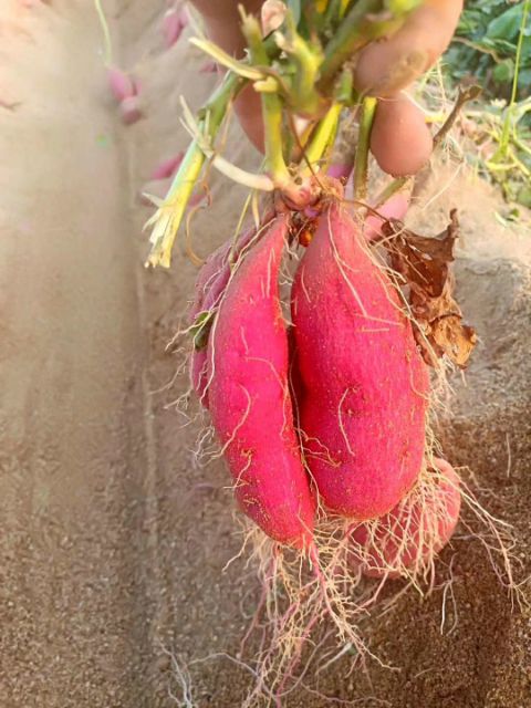 沙地红薯  沙地板栗薯