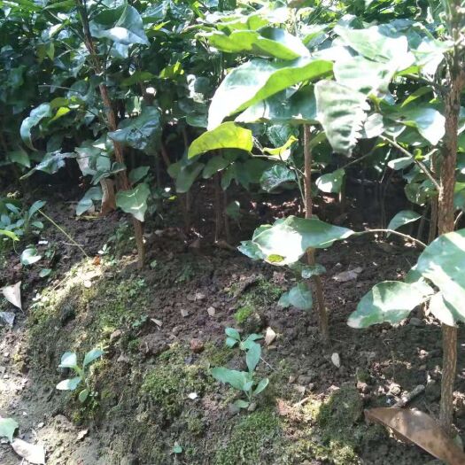 阳朔县黄皮果苗  黄皮苗 实生苗
