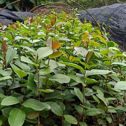 广州油茶苗 大量供应15……30高油茶