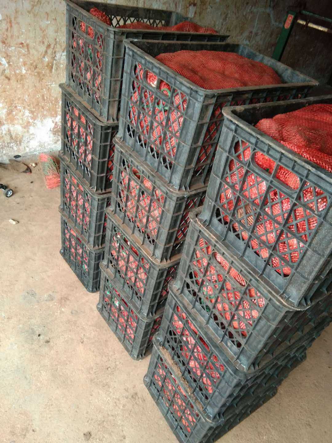 魔芋种子  云南花魔芋一代，二代提拱技术指导全国包邮周边送货