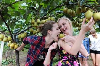 新鲜应季水果四川苍溪红心猕猴桃奇异果甜礼品整箱包邮