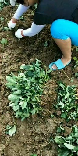 平度市 奶油草莓苗，红颜草莓苗