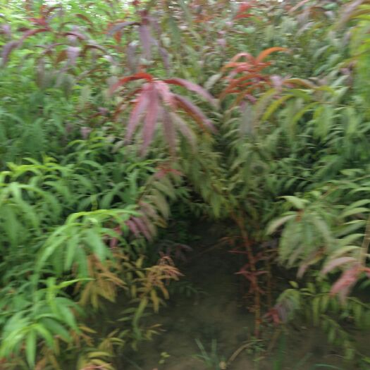 定州市 大量出售红叶碧桃小苗和红叶碧桃