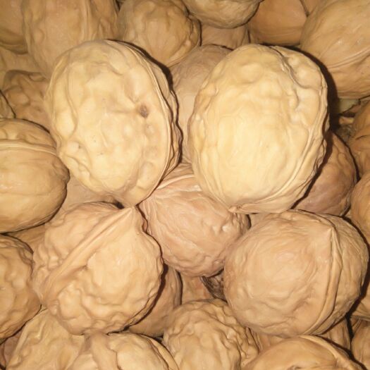周至县核桃仁 核含油高，个大，色黄，质宝，