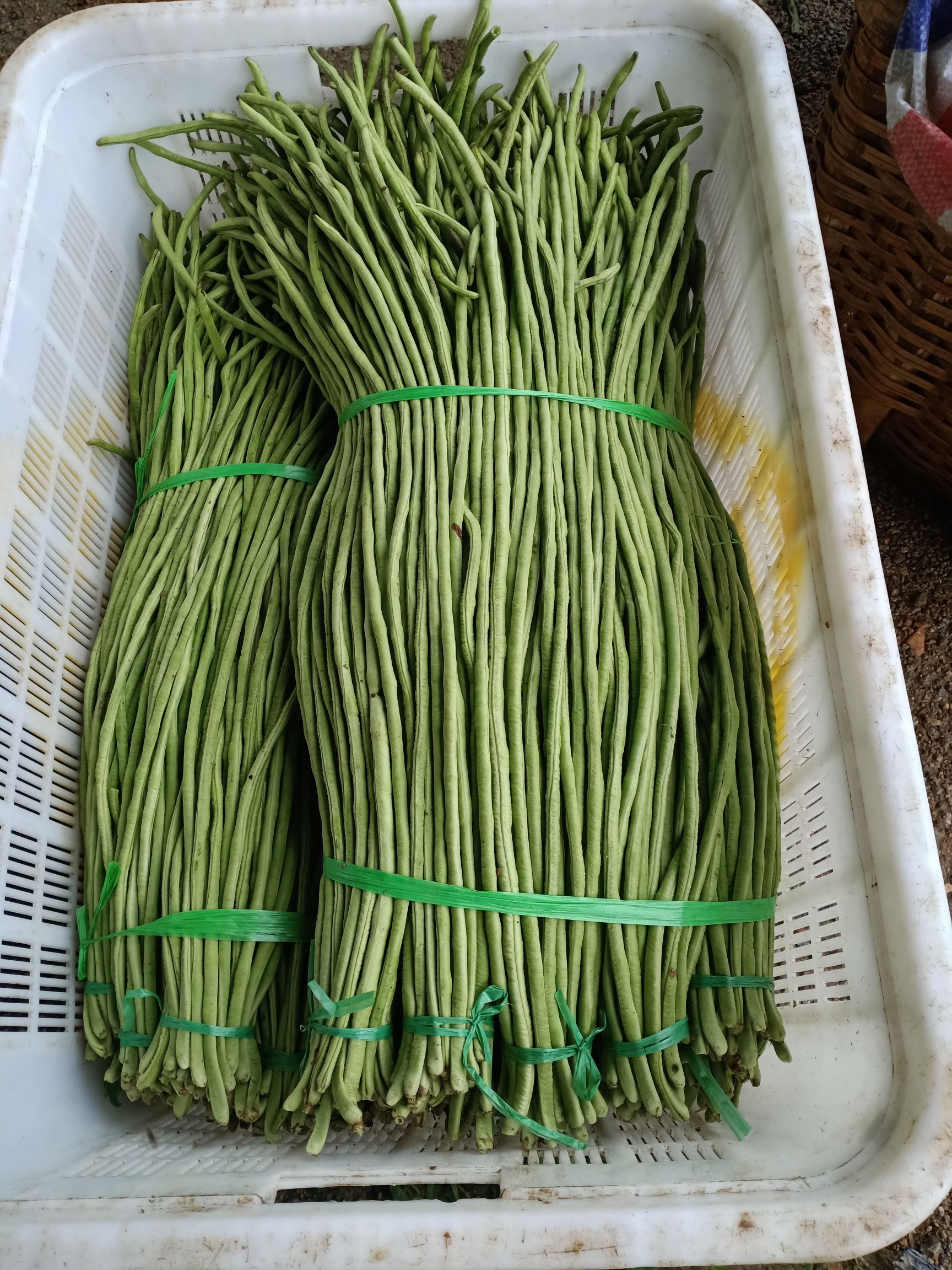 尖椒 各种蔬菜大量上市