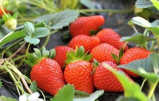 泰安妙香草莓苗 妙香草莓口感甜个头大产量高脱毒苗成活率高