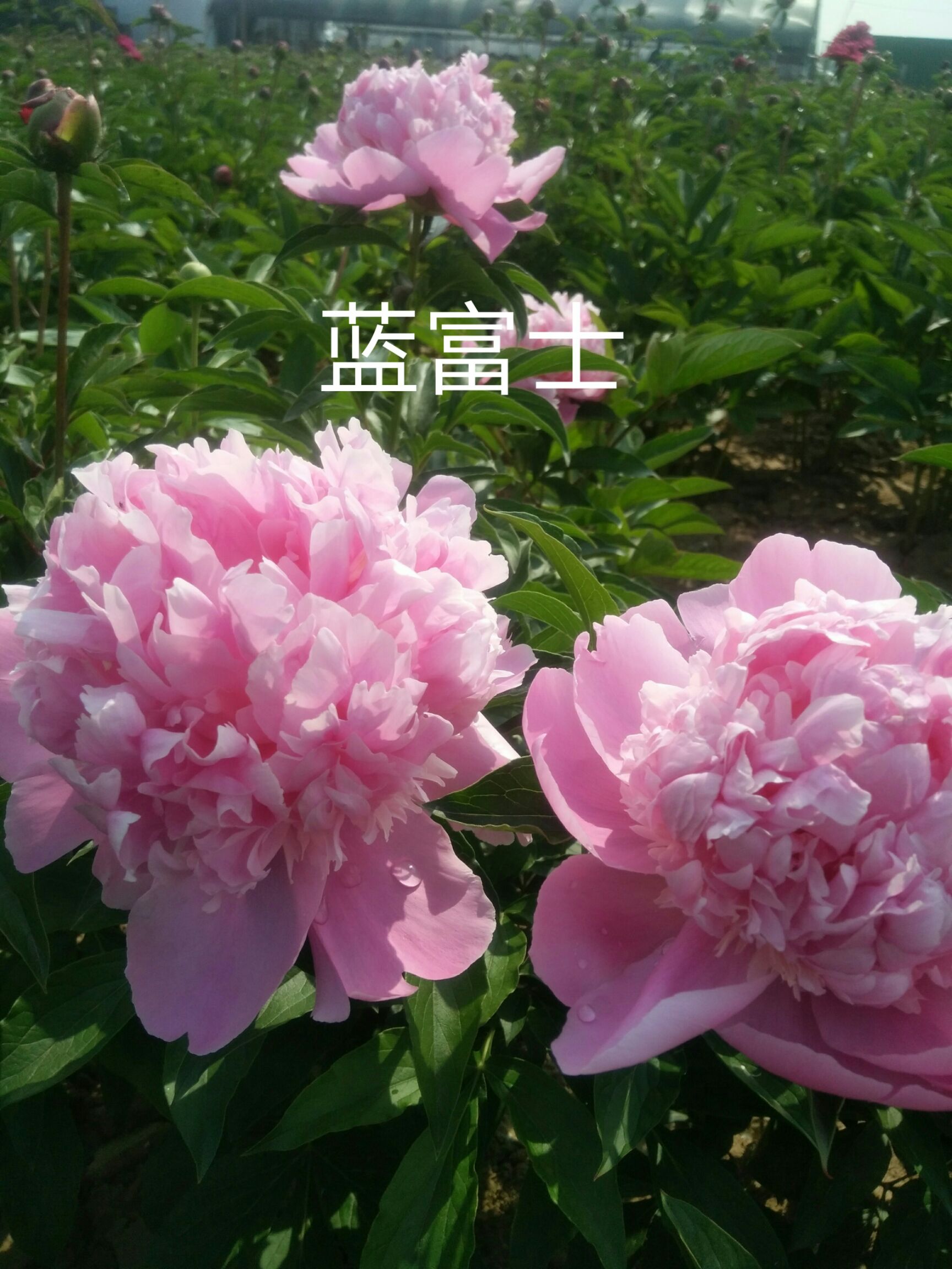  芍药，芍药，切花芍药，芍药苗
